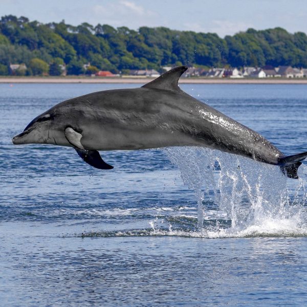 Delfin Charlie